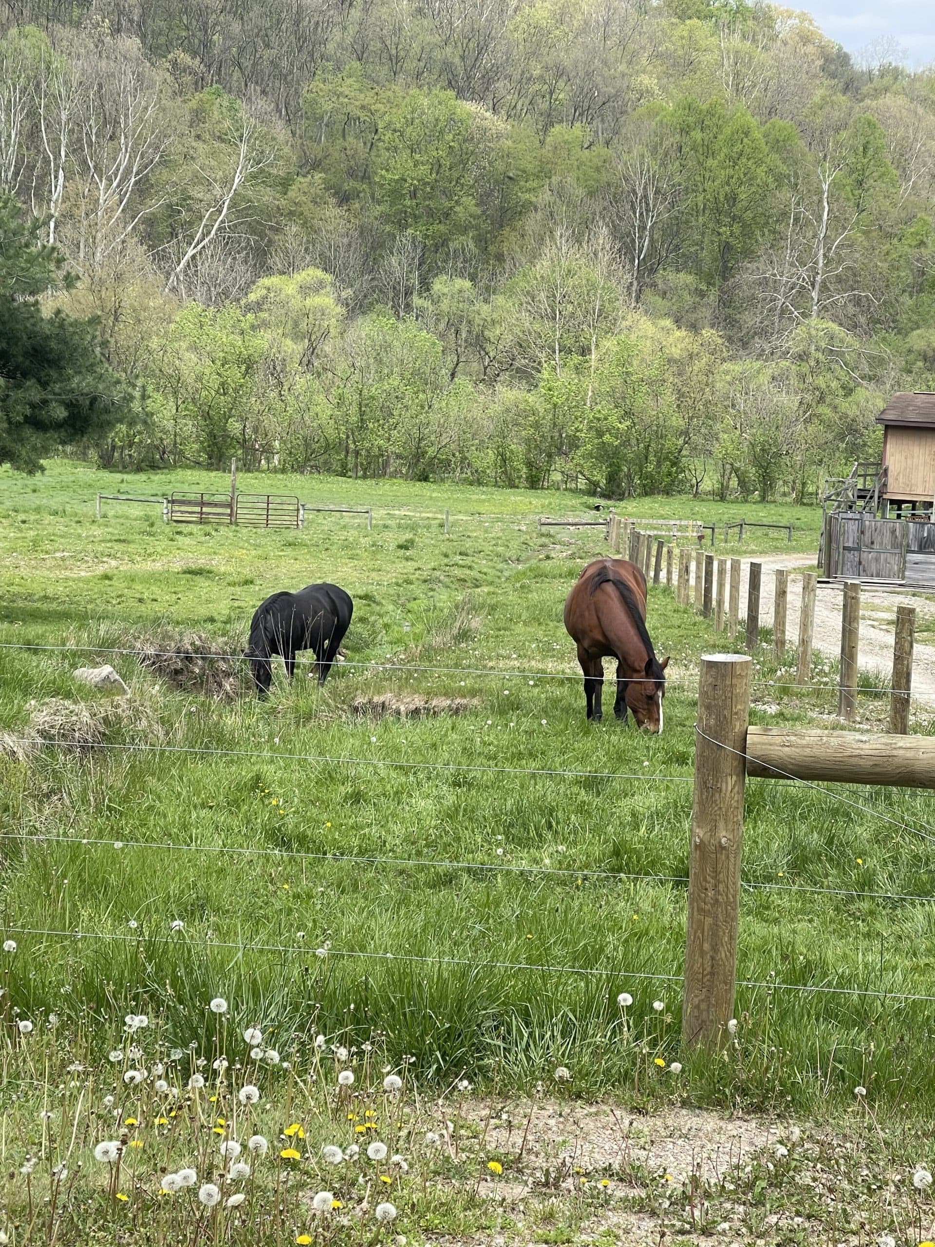 Two more new horses