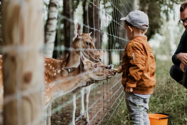 Fort Rickey Zoo