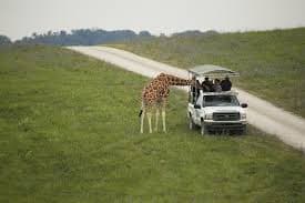 The Wilds