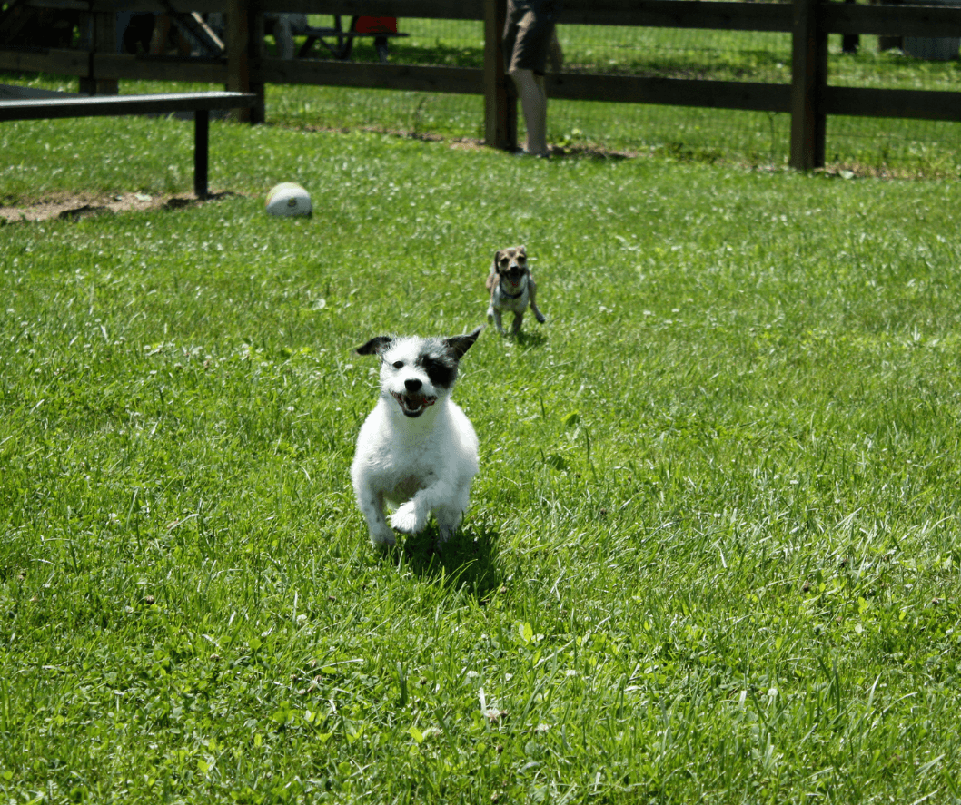 Dog Park