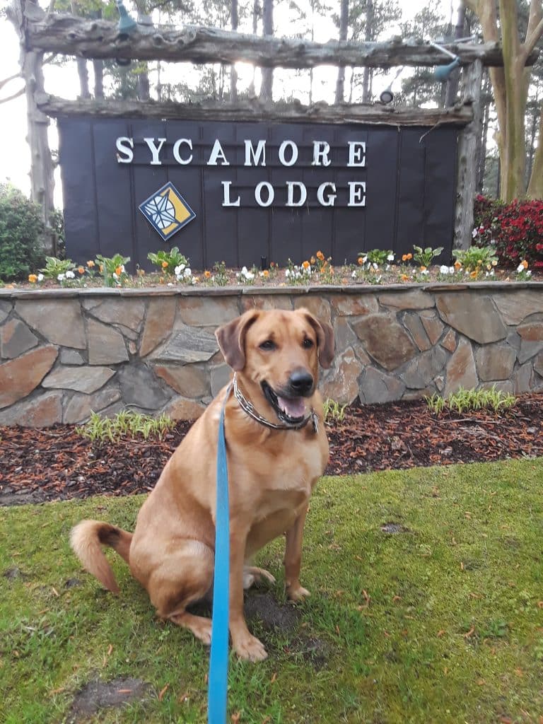 Dog Park in Sycamore Lodge Resort - Travel Resorts of America