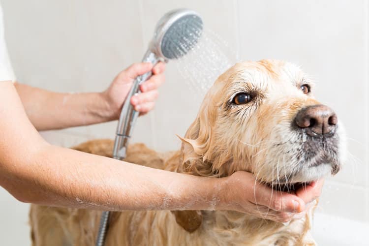 Pamper Your Pet