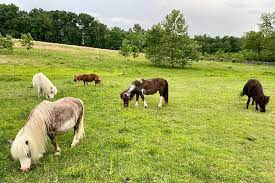 land of little horses near Gettysburg Battlefield Resort - TRA