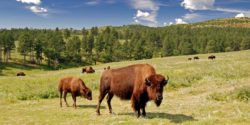 Adult bison and calf Custer State Park South Dakota 2009 08 25